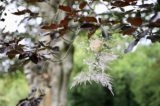 Photographes > 04. Arrivée au château et lâcher du bouquet (57/163)